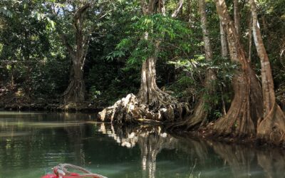 26 juillet Journée Internationale pour la conservation de l’écosystème des mangroves